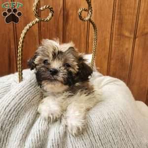 Jilly, Havanese Puppy
